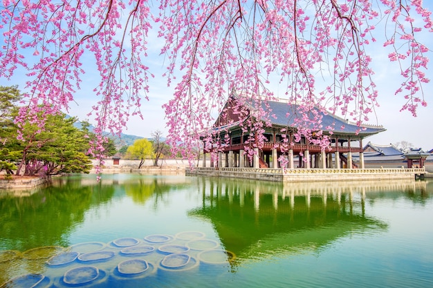 Gyeongbokgung Palace with cherry blossom in spring,South Korea.