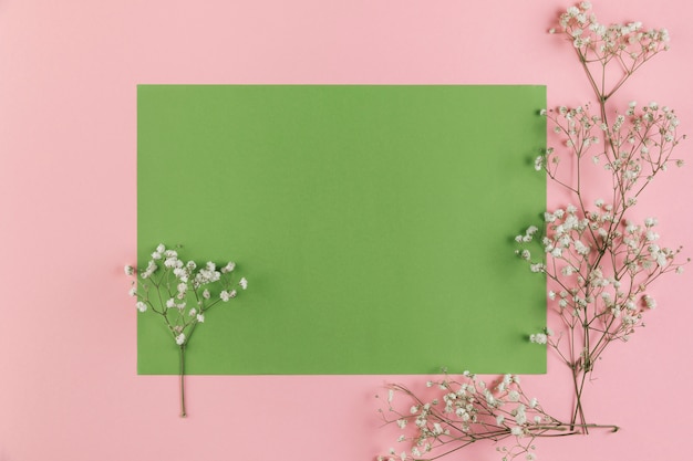 Free photo gypsophila flowers on blank green and pink background