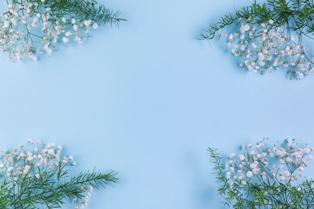 Free photo gypsophila and leaves on the corner of the blue background