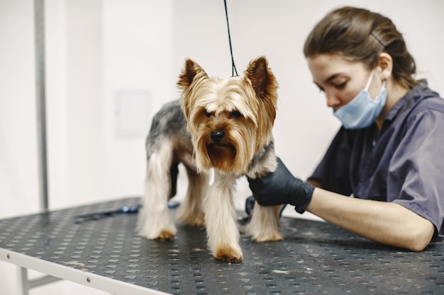 Free Photo haircuting process. small dog sits on the table. dog with a professional.