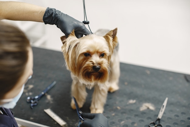 Free Photo haircuting process. small dog sits on the table. dog with a professional.