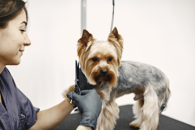 Free Photo haircuting process. small dog sits on the table. dog with a professional.