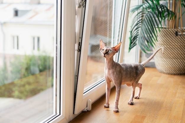 Free photo hairless cat standing near window