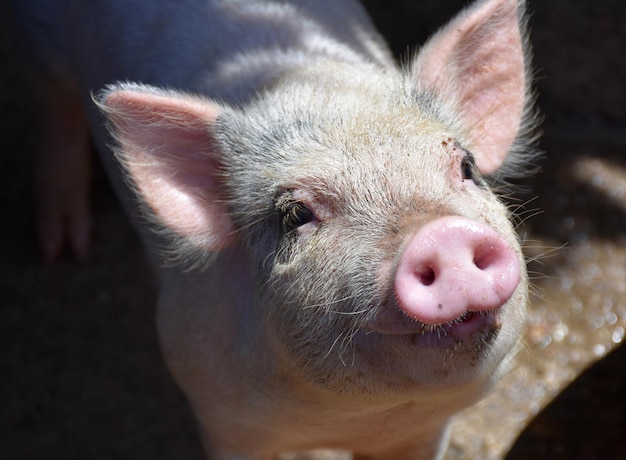 Hairy Pig With a Pink Snout and Wirey Hair