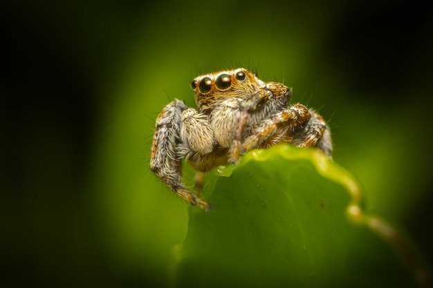 Hairy spider sitting on leaf close up