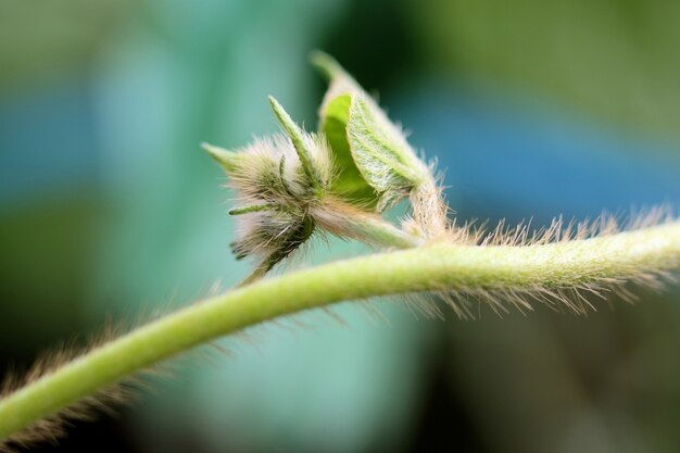 Hairy Stem With A Lateral Bud On The Leaf