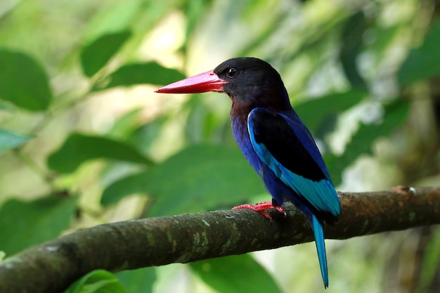 Halcyon cyanoventris Bird bringing food to their children in a cage