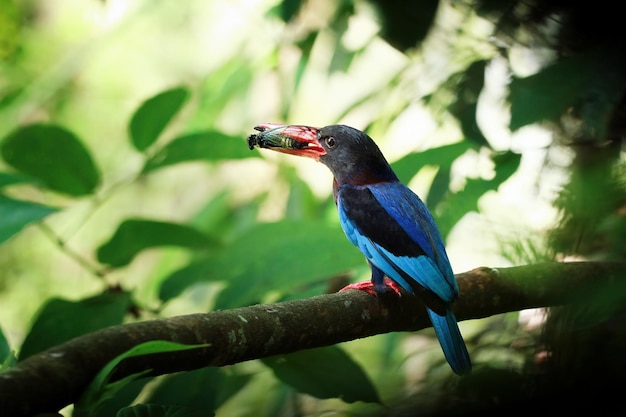 Free photo halcyon cyanoventrisbird waiting for food from its mother