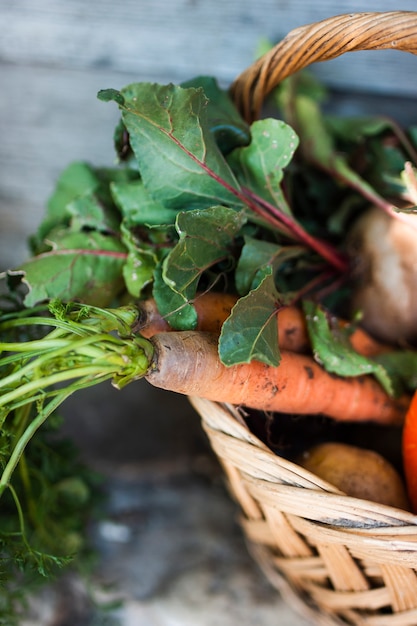 Half of a basket with organic carrots and  bascket with pumpkins carrots and radishes