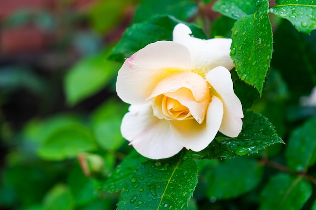 half-bloomed white forest rose and its green leaves