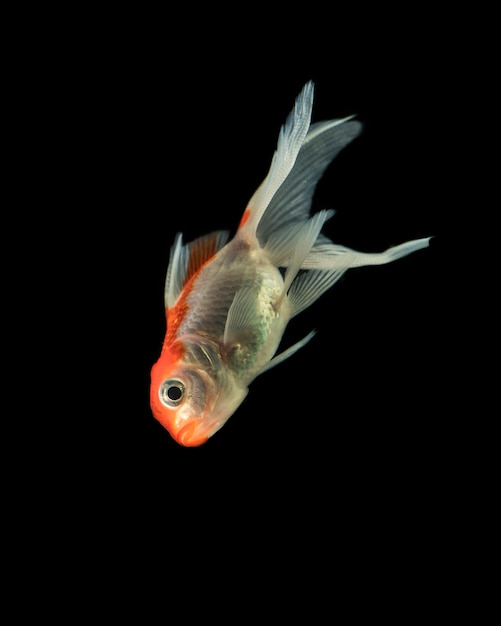 "half moon" betta fish swimming down