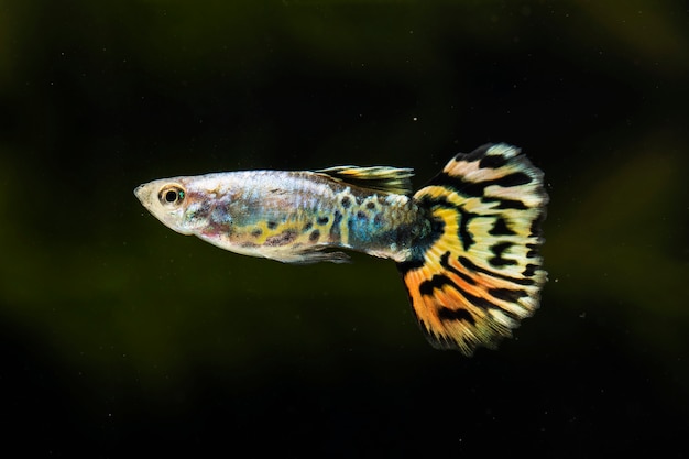 "half moon" betta fish swimming sideways