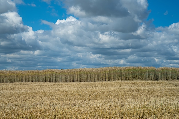 Half-reaped wheat field in a rural area under the cloudy sky