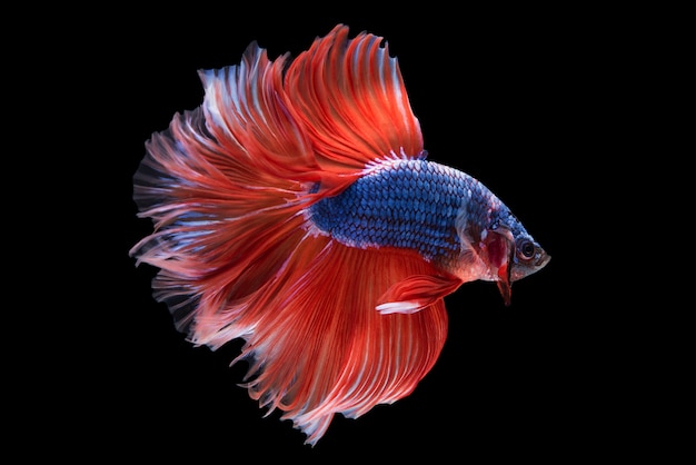 Halfmoon Betta Fish