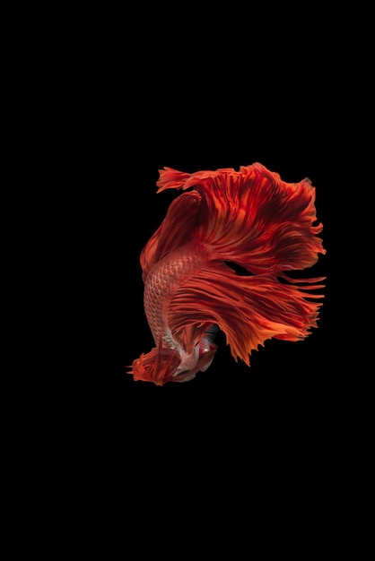 Free photo halfmoon betta fish