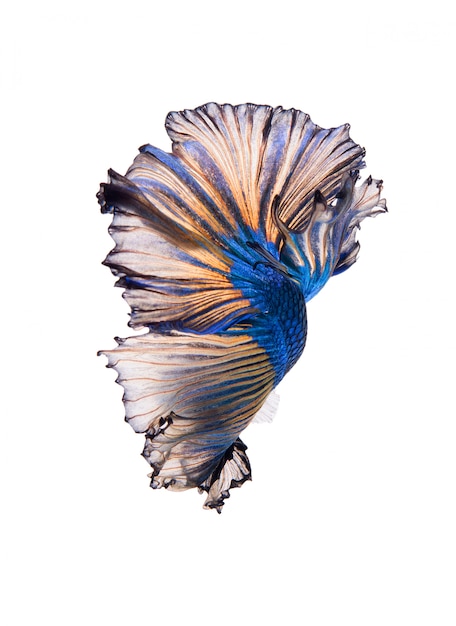 Free photo halfmoon fancy betta fish