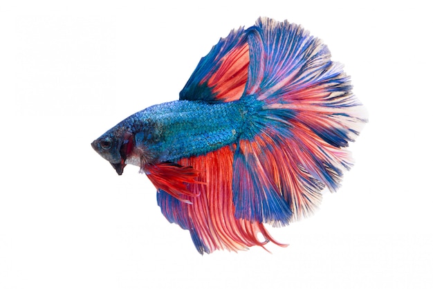 Halfmoon Fancy Betta Fish