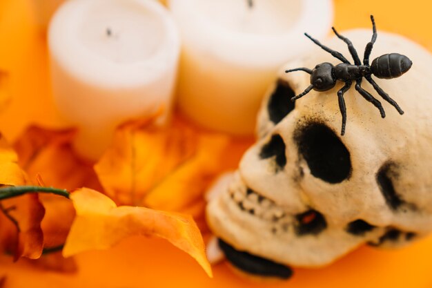 Halloween decoration with ant and skull