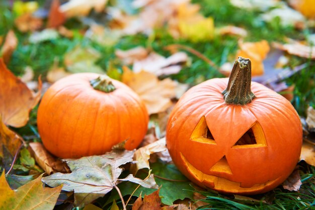 Halloween pumpkins in autumn forest