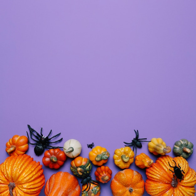 Free Photo halloween pumpkins and spiders with copy space in the top