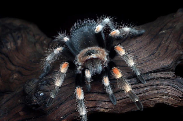 Hamorii tarantula closeup on wood Hamorii tarantula closeup Hamorii tarantula front view