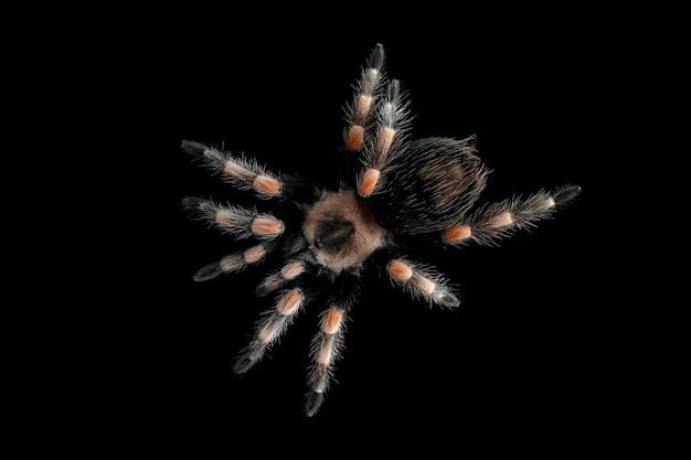 Free photo hamorii tarantula isolated on black background hamorii tarantula closeup on black background