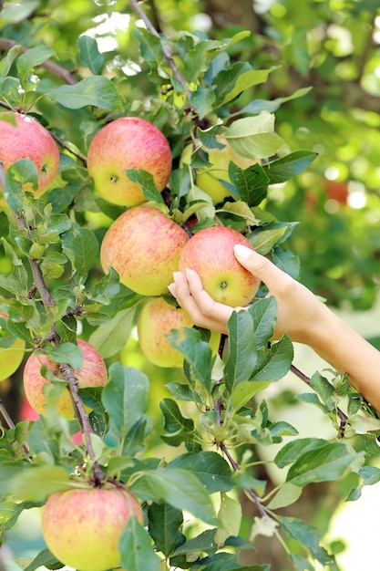 Hand and an apple