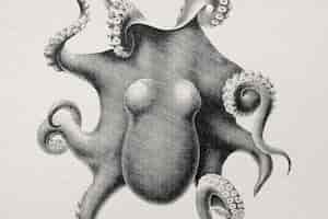 Free photo hand drawn octopus in engraving style