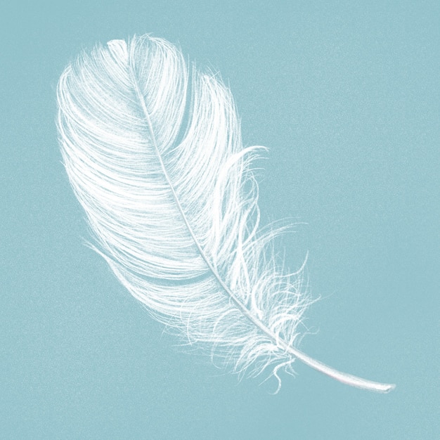 Free Photo hand drawn white feather on blue background