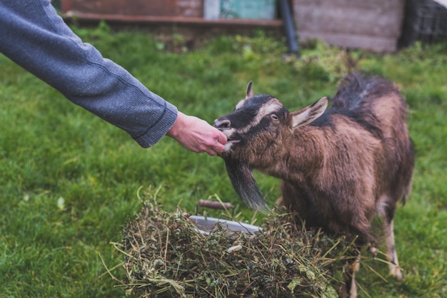 Free Photo hand feeding goat on farm