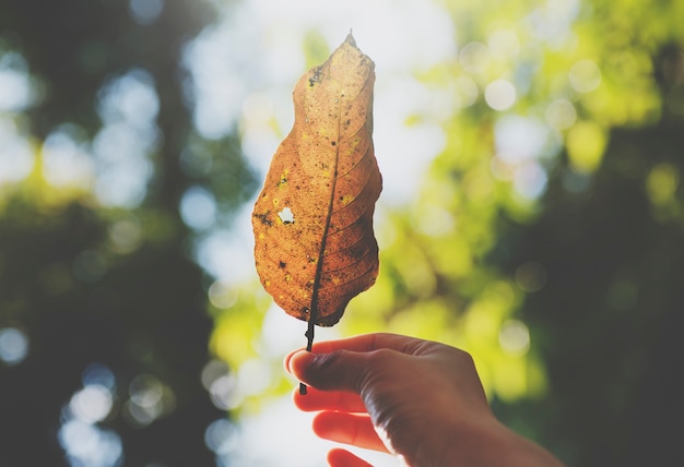 Free photo hand hold leaf beautiful nature