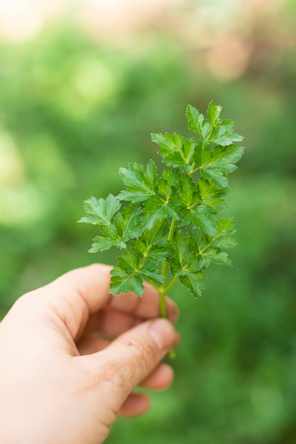 Hand holding beautiful green parsley