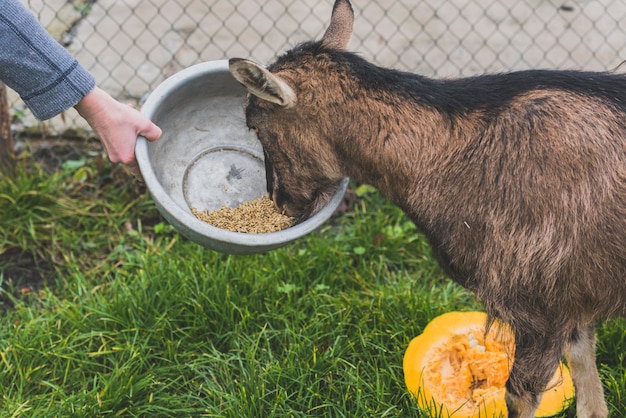 Free photo hand holding bowl for goat