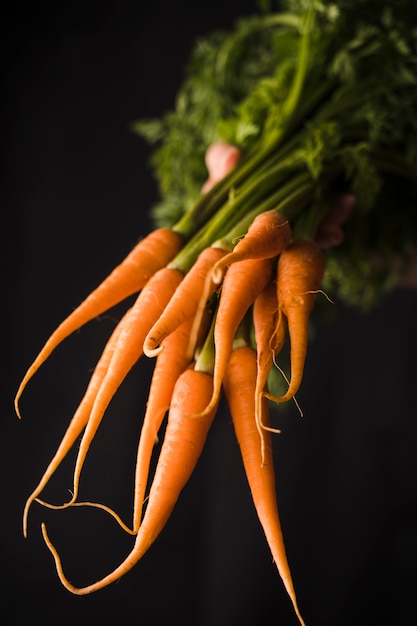 Hand holding of bunch of carrots