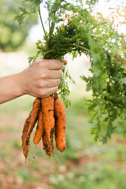 Hand holding bunch of carrots