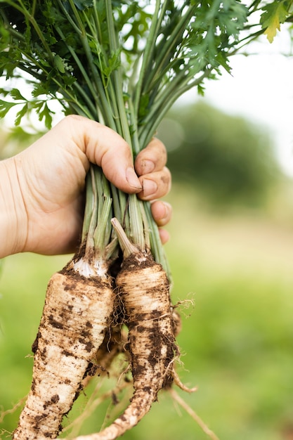 Hand holding a bunch of tasty parsnip