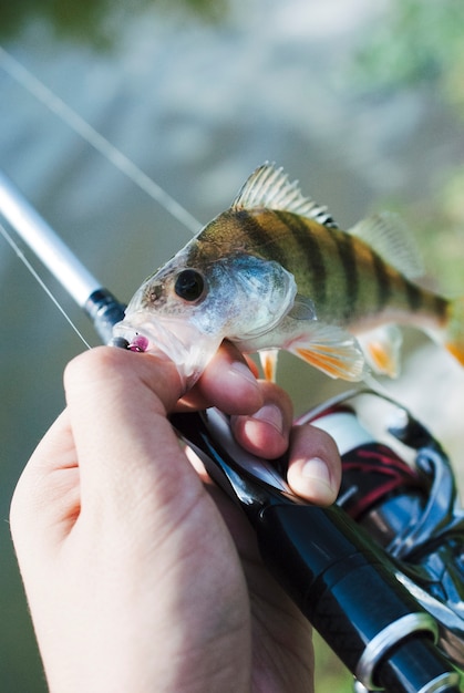 Free photo hand holding caught fish in the hook