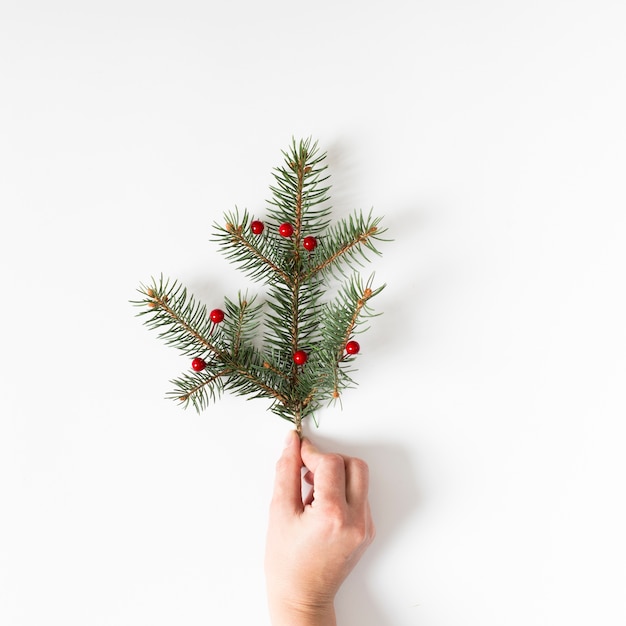 Free Photo hand holding conifer tree branch with red berries