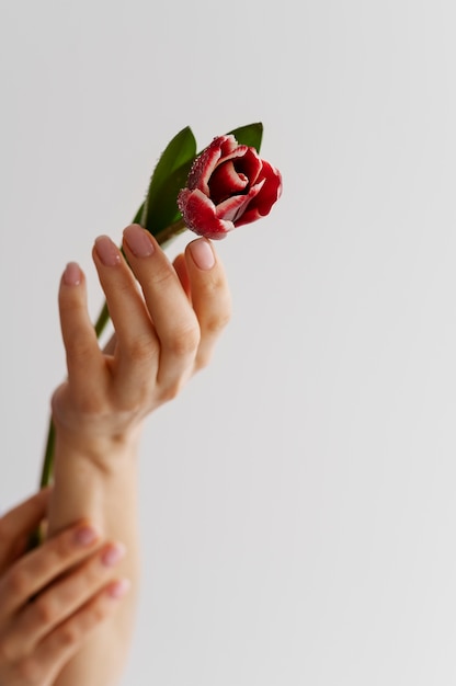 Hand holding elegant flower