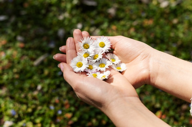 Free photo hand holding elegant flower