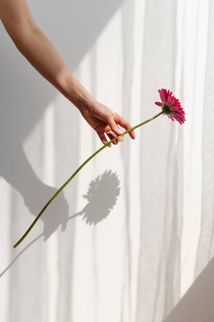 Hand holding elegant flower