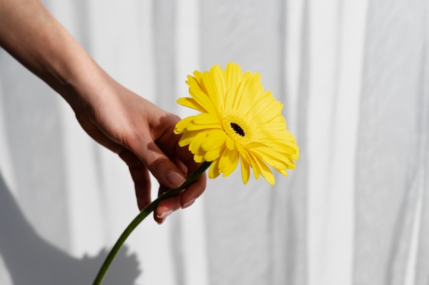 Hand holding elegant flower