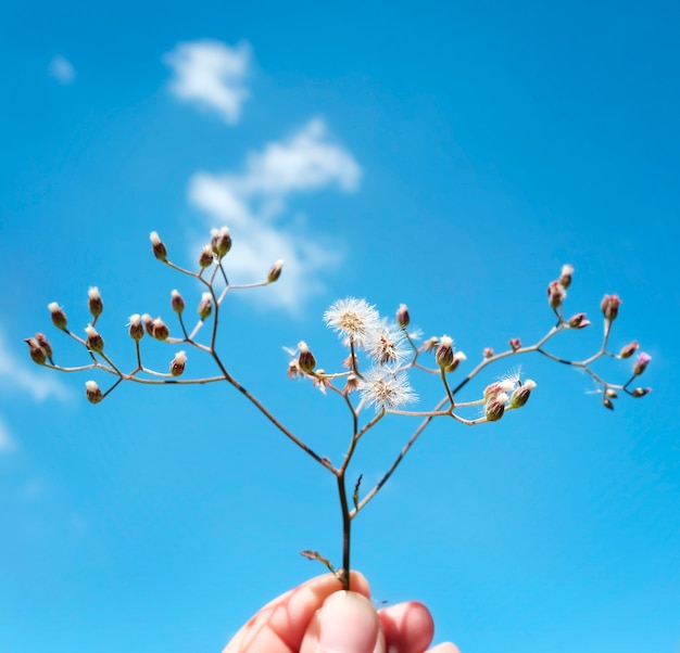 Hand Holding Flower Picking Nature Refreshment Concept