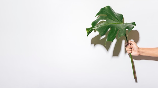 Hand holding foliage leaf with copy space