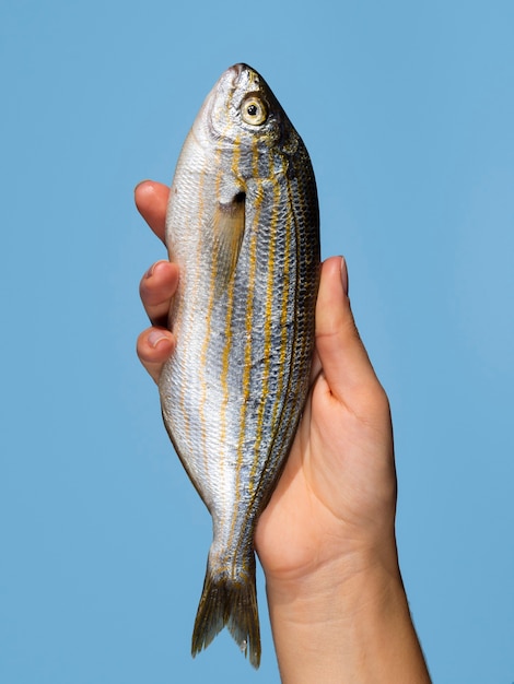 Hand holding fresh fish with close-up