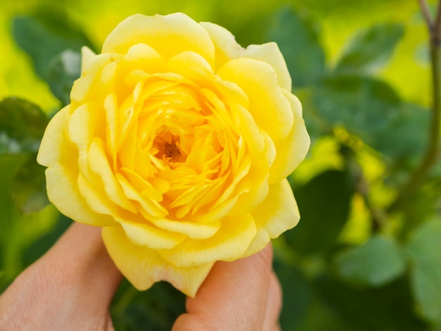 Hand holding lovely spring rose