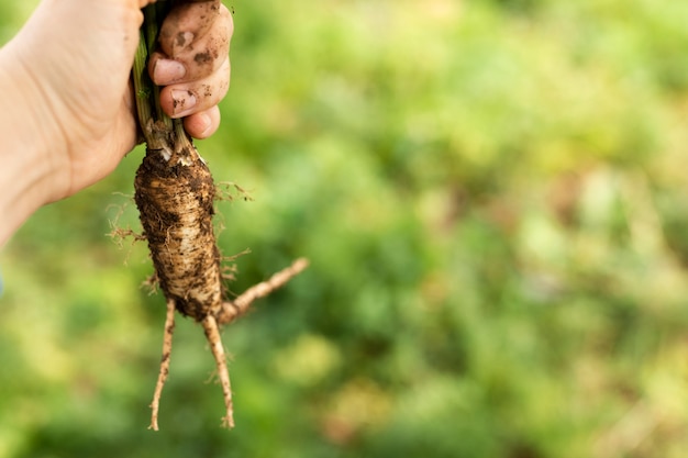 Hand holding root of a vegetable