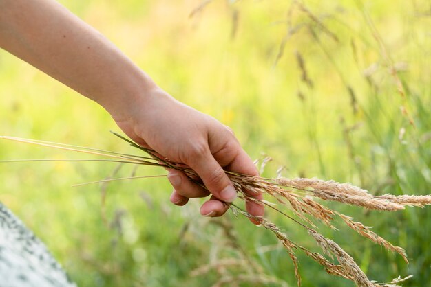 Hand holding wheat side view