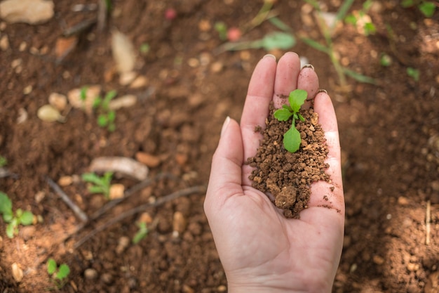 Hand holding a young plant