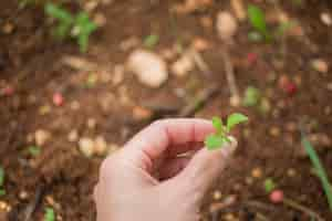 Free photo hand holding a young plant